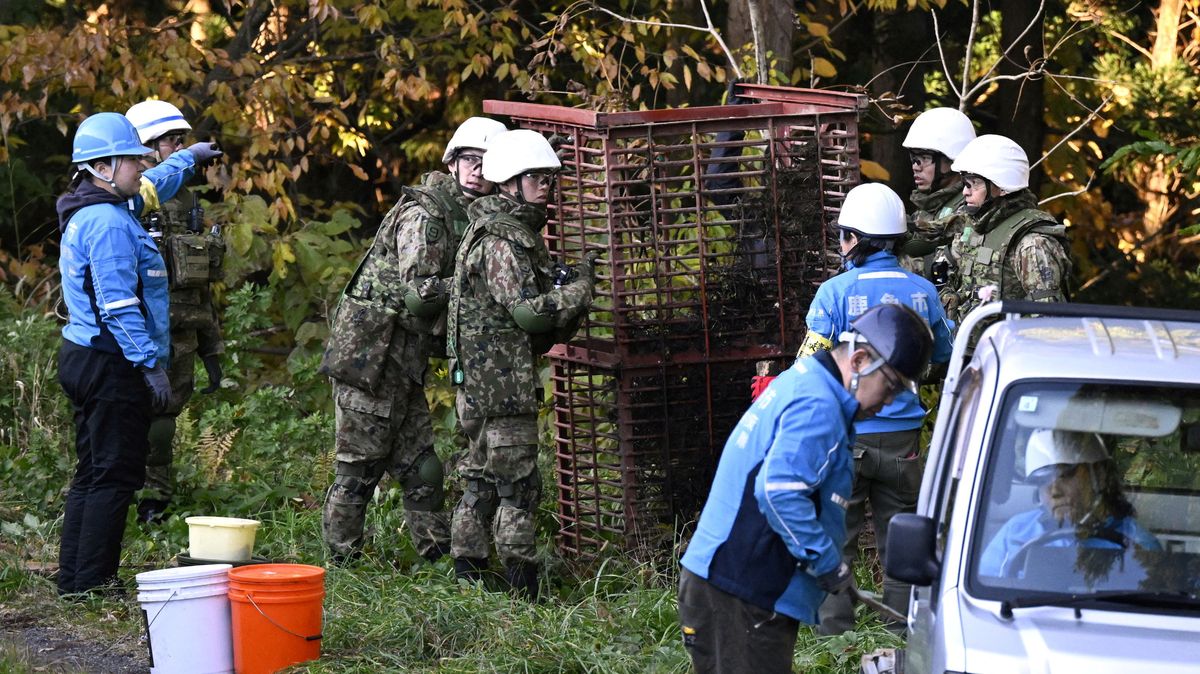 V Japonsku začala platit pravidla, která policistům umožňují odstřelovat medvědy